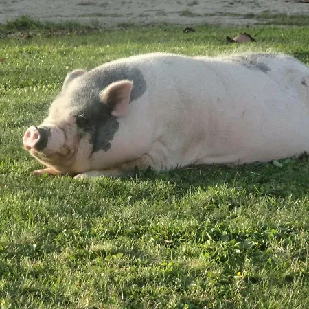Eco Logis De Chantegrolle Bed & Breakfast