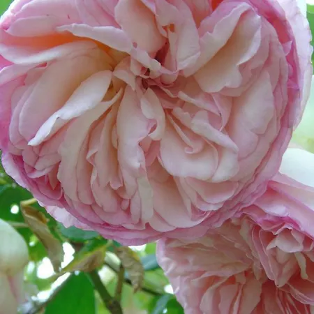 ベッド・アンド・ブレックファスト Eco Logis De Chantegrolle